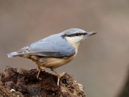 309A9944-DxO_R5_Nuthatch_50%.jpg