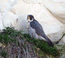 309A0041-DxO_Peregrine_falcon_on_nest_1120mm-ls-smshaut.jpg