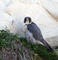 309A0045-DxO_Peregrine_falcon_on_nest_1120mm-ls-smshaut.jpg