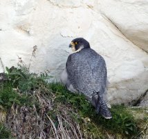 309A9992-DxO_Peregrine_falcon_on_nest_1120mm-ls-smshaut.jpg
