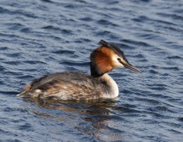 309A0381-DxO_Great_crested_Grebe_small.jpg