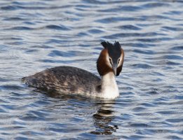 309A0414-DxO_Great_crested_Grebe_small.jpg