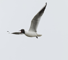 Blackheaded_gull_flying.gif