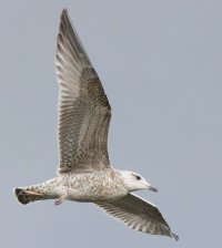 309A0881-DxO_600mm_Juvenile_gull_flying _crop.jpg