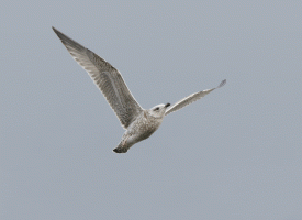 Juvenile_gull_flying_1.gif