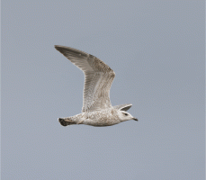 Flying_juvenile_gull.gif