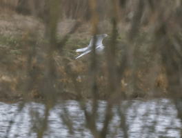 Flying_blackheaded_gull_behind_bushes.gif