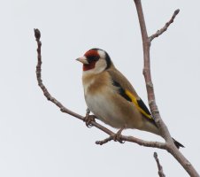 309A1015-DxO_1000mm_Goldfinch_Ls-2.jpg