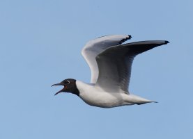 309A9137-DxO_1000mm_blackheaded_gull_flying-lsss.jpg