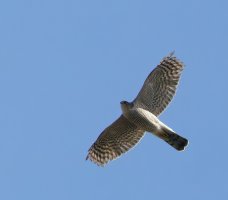 309A9298-DxO_1000mm_sparrowhawk_flying-lsss-2_00x.jpg