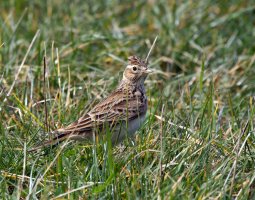 309A9176-DxO_1000mm_skylark_LS-2_small.jpg