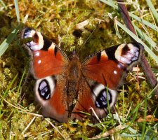 309A9237-DxO_600mm_peacock_butterfly-ls-sm_small.jpg