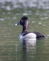 Ring Necked Duck (male) - K1A0972 - DxO.jpg