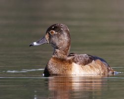 Ring Necked Duck (female) - K1A0983 - DxO.jpg