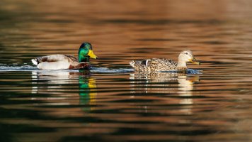 Mallard Duck - K1A9372 - DxO.jpg