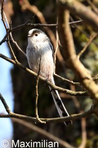tit_long_tailed01.JPG