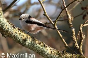 tit_long_tailed02.JPG