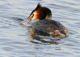 309A0597-DxO_1000mm_Great_Crested_Grebe+fish-LS_sh-sh-Motion_aut.jpg