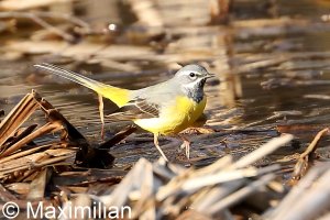 grey_wagtail_07.JPG