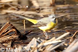 grey_wagtail_08.JPG