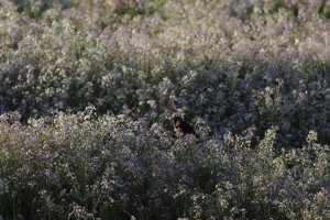Blackbird with Busy Bkgrd.jpg