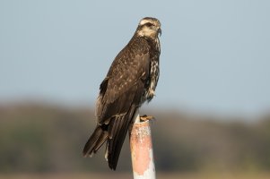 Snail Kite (female-winter) 111.jpg