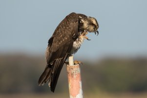 Snail Kite (female-winter) 113.jpg