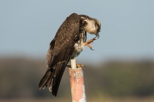Snail Kite (female-winter) 114.jpg