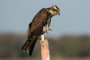 Snail Kite (female-winter) 116.jpg