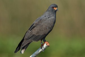 Snail Kite (male-winter) 101.jpg