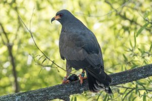 Snail Kite (male-winter) 104.jpg