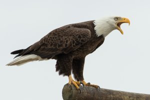 Bald Eagle (adult-winter) 101.jpg