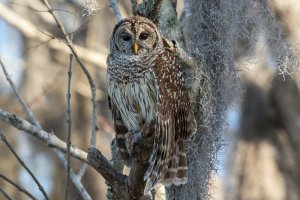 Barred Owl (winter) 100.jpg