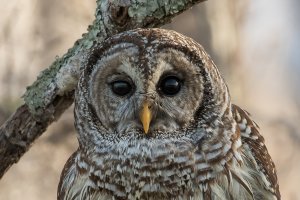 Barred Owl (winter) 104.jpg
