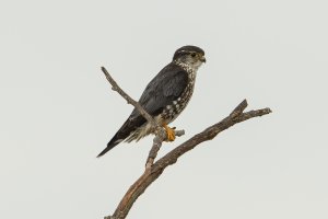 Merlin (winter) 125.jpg