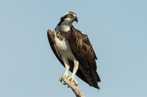 Osprey (adult-winter) 100.jpg