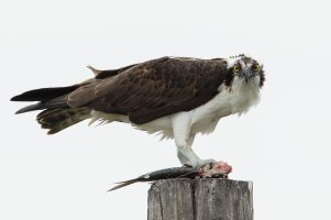Osprey (adult-winter) 105.jpg