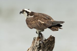 Osprey (adult-winter) 109.jpg