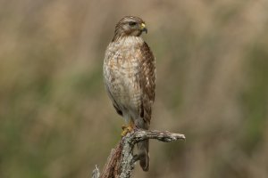 Red-shouldered Hawk (1st year-winter) 113.jpg