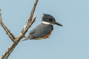 Belted Kingfisher (female-winter) 101.jpg