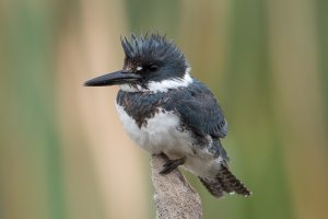 Belted Kingfisher (male-winter) 100.jpg