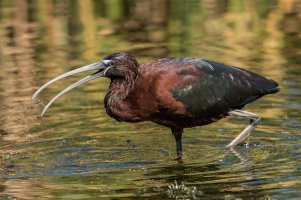 Glossy Ibis (adult-winter) 120.jpg