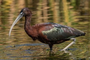 Glossy Ibis (adult-winter) 123.jpg