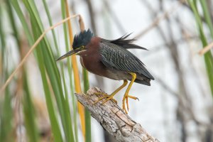 Green Heron (adult-winter) 100.jpg