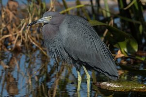 Little Blue Heron (adult-winter) 101.jpg