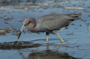 Little Blue Heron (adult-winter) 102.jpg