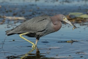 Little Blue Heron (adult-winter) 103.jpg
