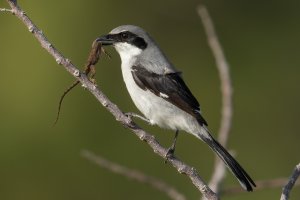 Loggerhead Shrike (adult-winter) 104.jpg