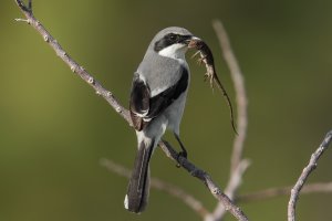Loggerhead Shrike (adult-winter) 105.jpg