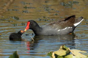 Common Gallinule (adult-winter) 109.jpg